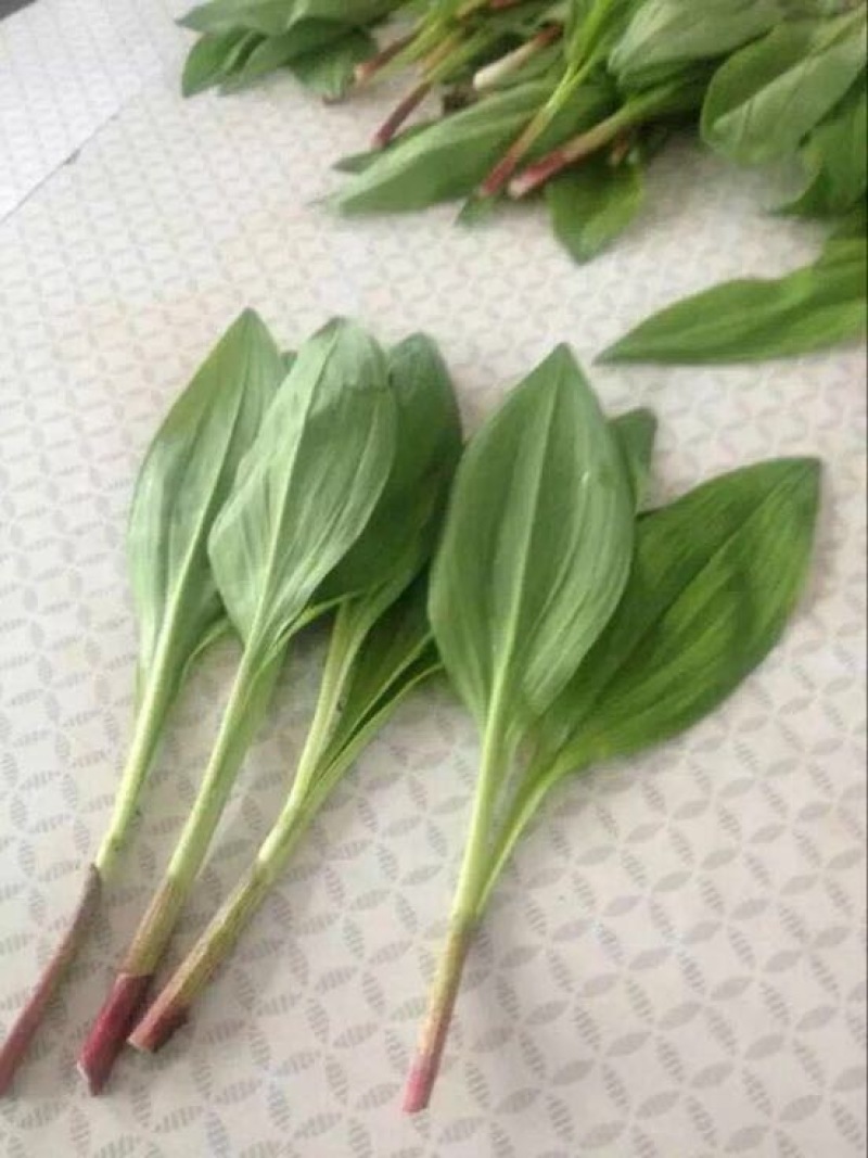 山野菜