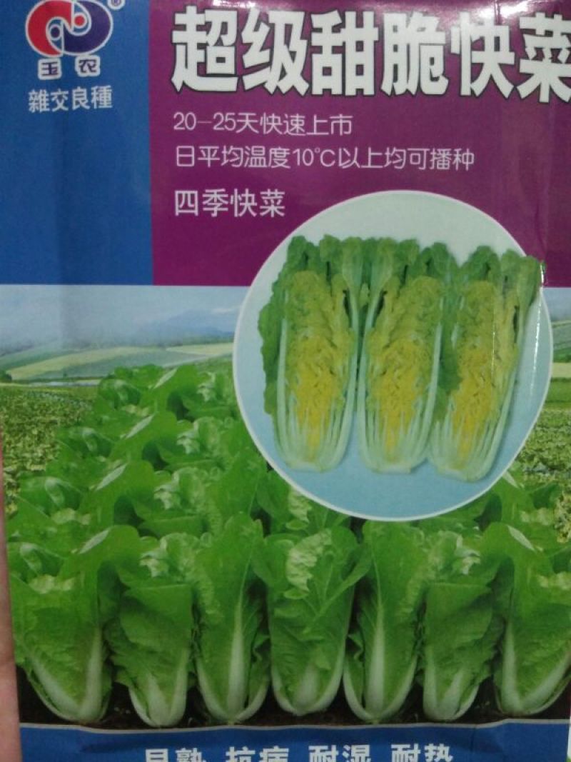 快菜20~25cm