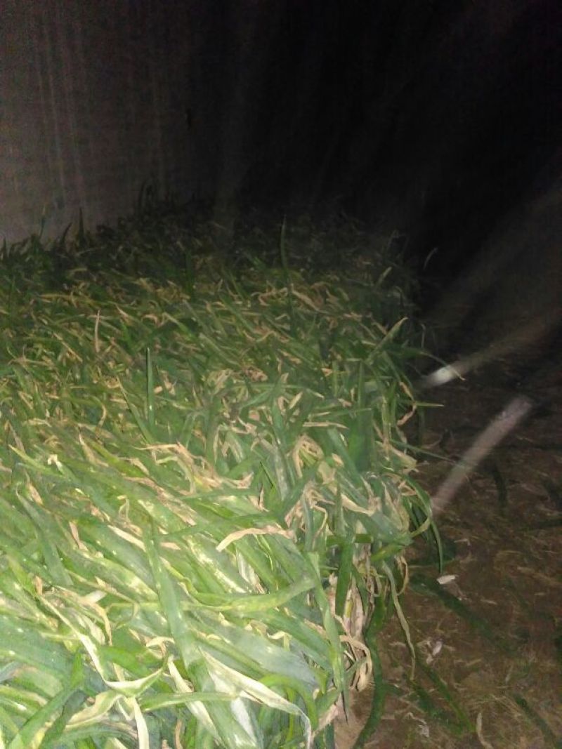 鸡腿大葱25~30cm净葱3cm左右