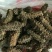 干海参食用淡干