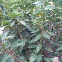 樱桃树苗2年50~80cm，矮化樱桃树苗，各种规格。