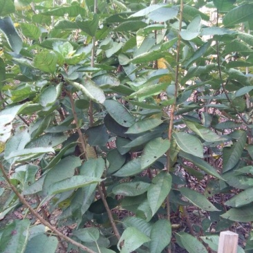樱桃树苗2年50~80cm，矮化樱桃树苗，各种规格。