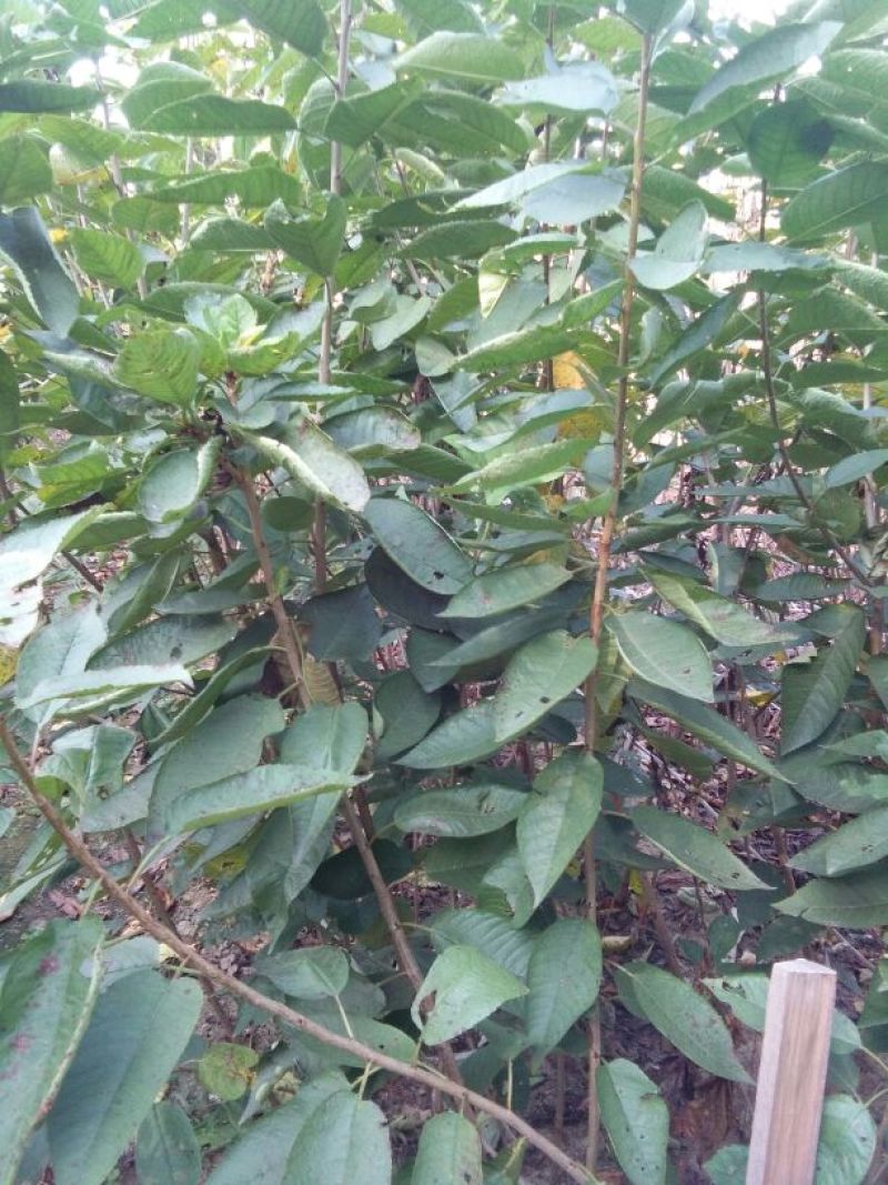 樱桃树苗2年50~80cm，矮化樱桃树苗，各种规格。
