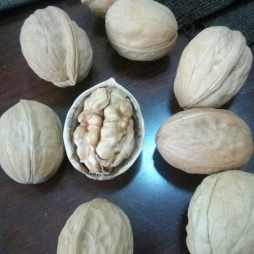 薄皮核桃去皮干