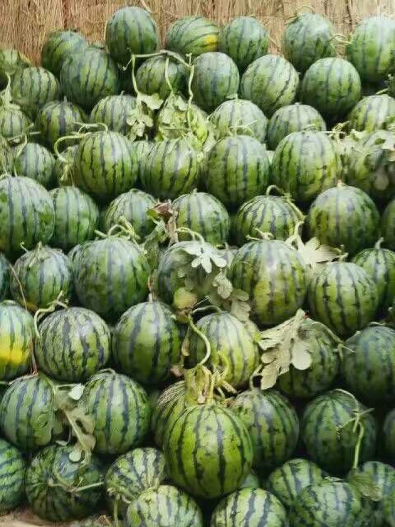 美都，8424西瓜8斤打底8成熟1茬