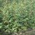 花椒苗0.5~1年