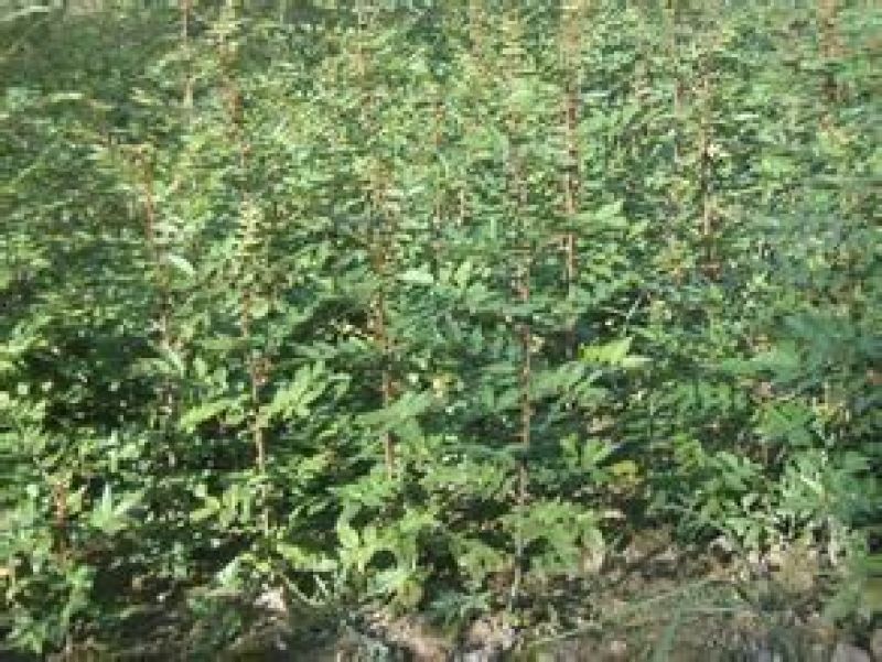 花椒苗0.5~1年