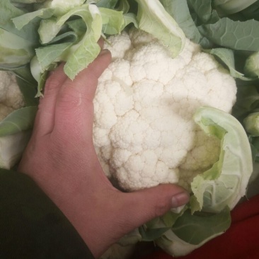 实花白菜花紧花脱水速冻大量有货