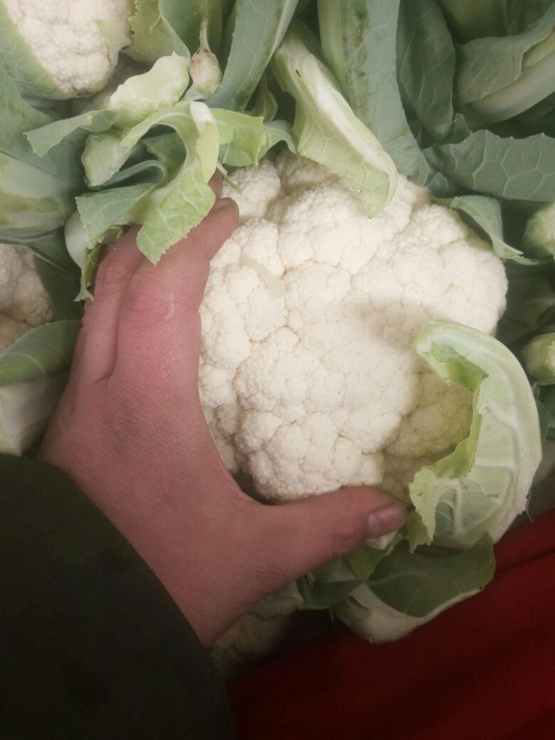 实花白菜花紧花脱水速冻大量有货
