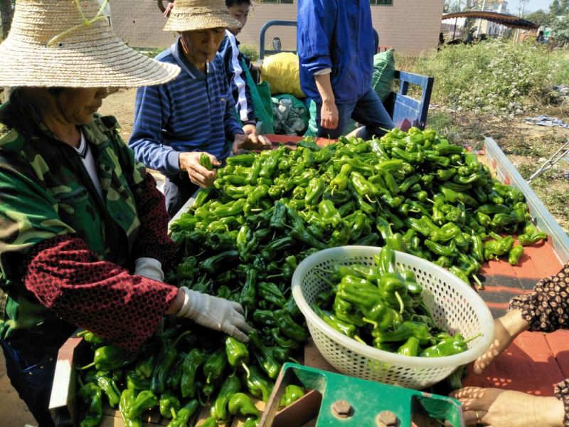 泡椒辣椒