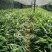 正宗阳春砂仁苗种下去两年开花试果，三年后丰产。