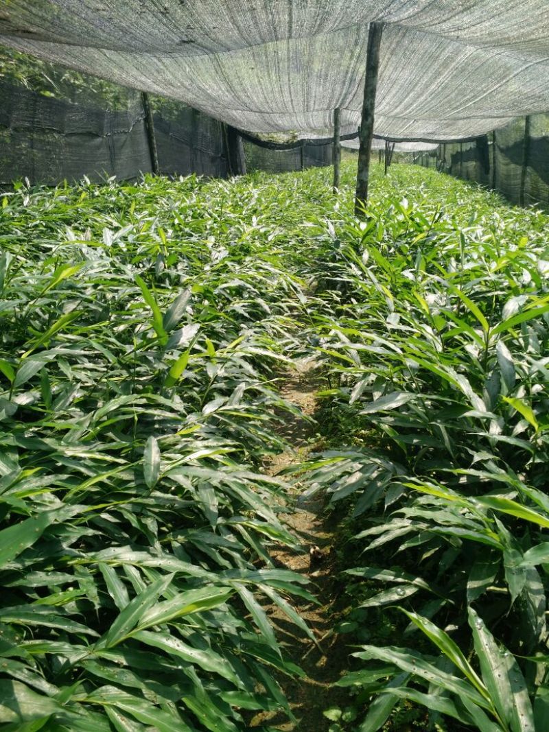 正宗阳春砂仁苗种下去两年开花试果，三年后丰产。