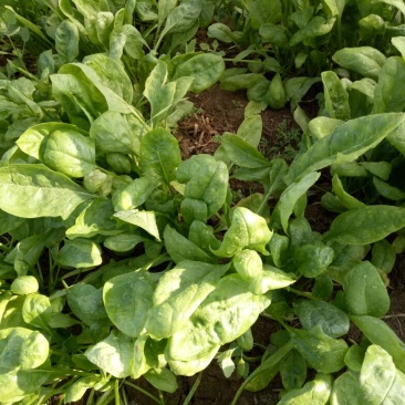 大叶菠菜20~25厘米