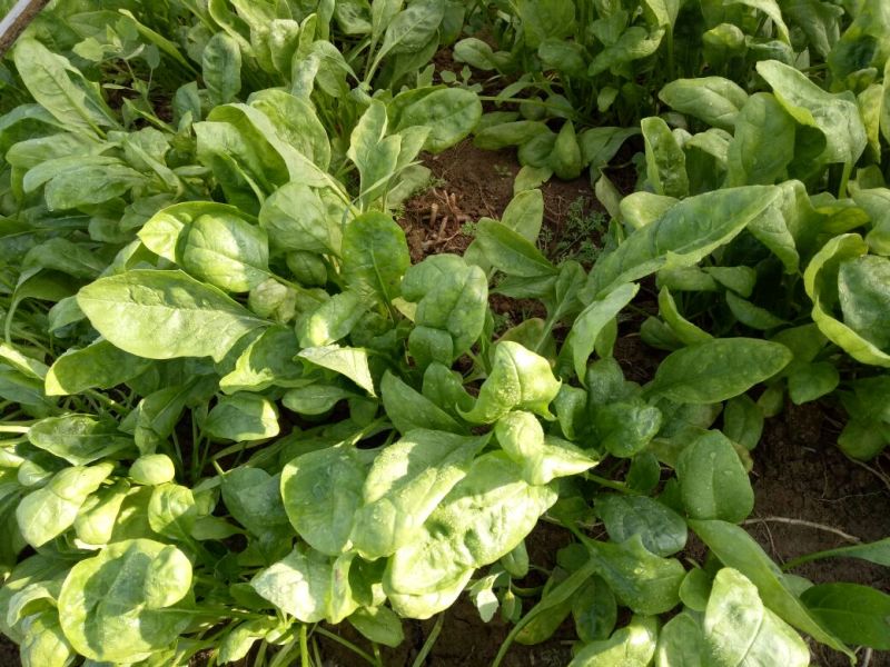 大叶菠菜20~25厘米