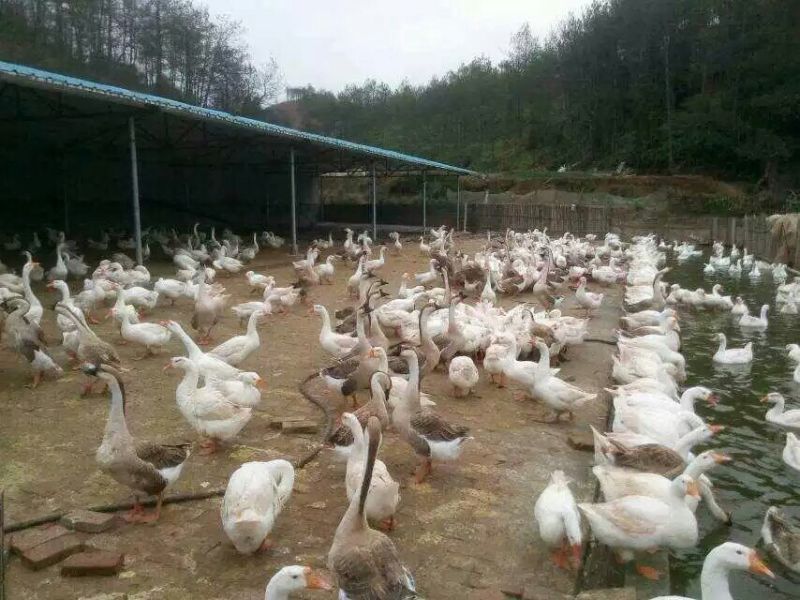 鹅苗250g以下
