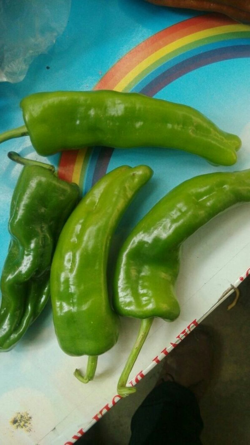 鲜辣椒，301辣椒20厘米青
