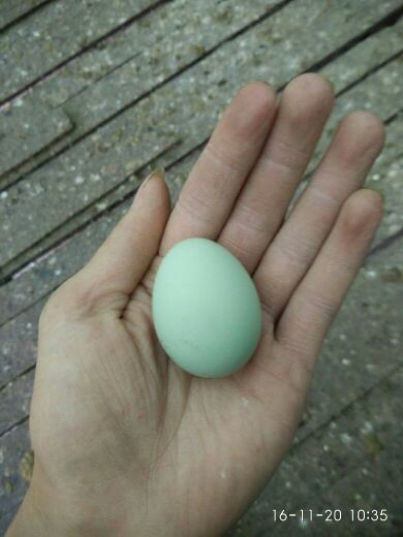 绿壳鸡蛋食用40~50g