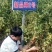 枣树苗80~110cm
