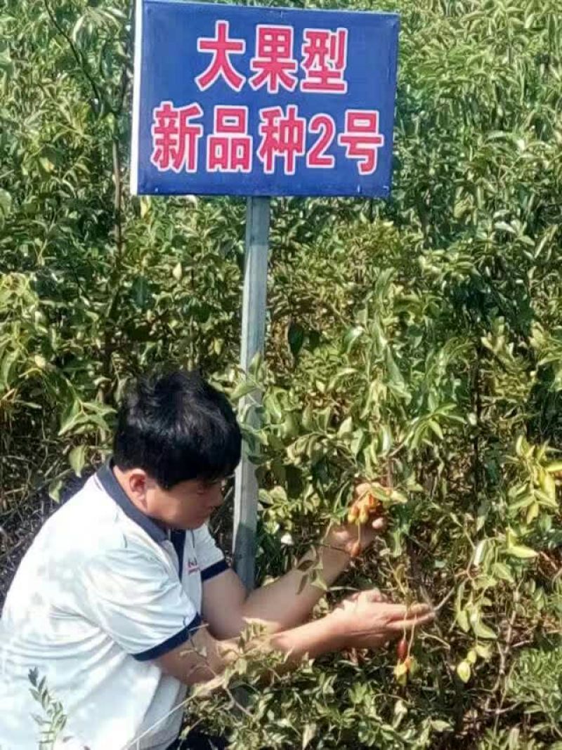 枣树苗80~110cm
