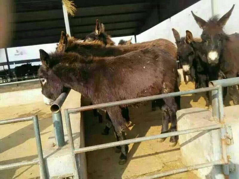 肉驴苗200斤