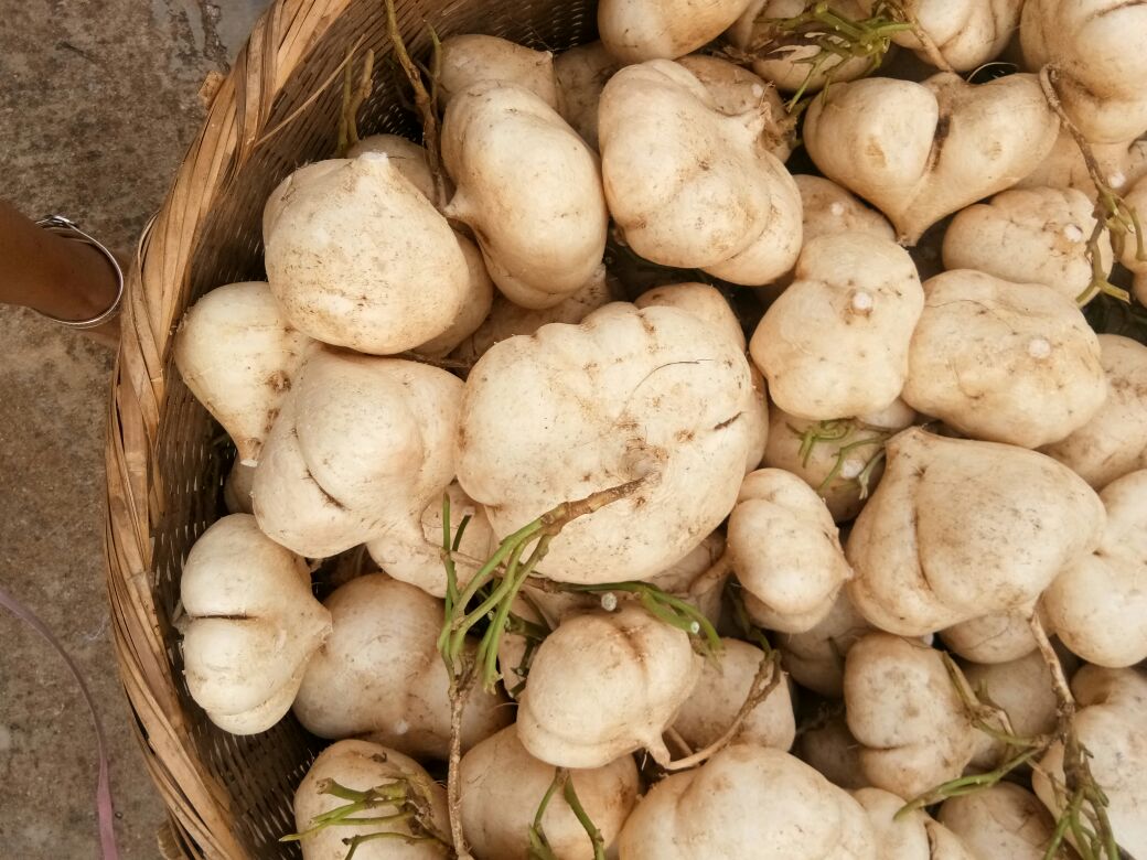 云南红河州建水县土瓜批发_邵芬供应_一亩田