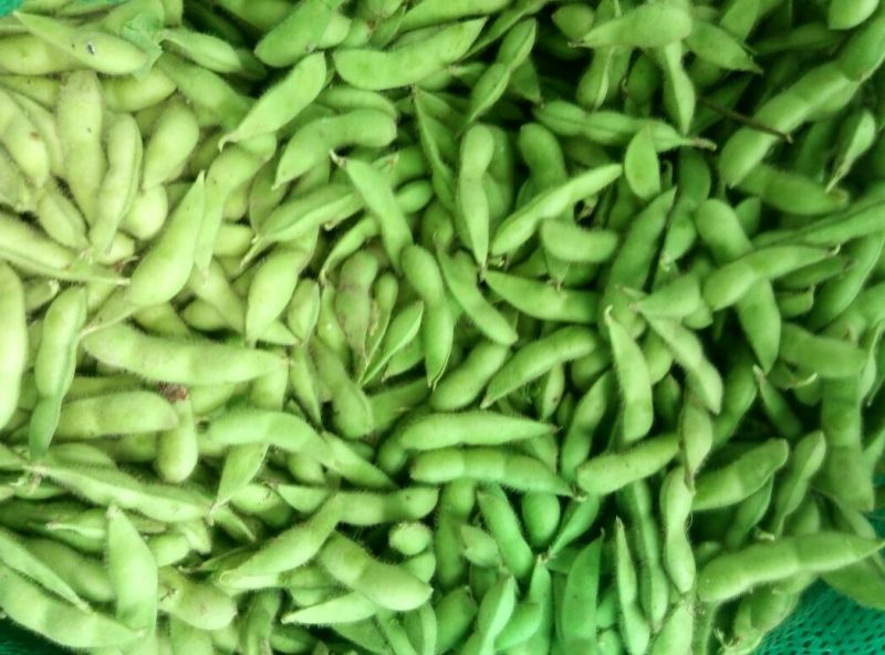 绿宝石毛豆湖北特产量大