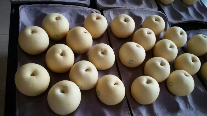 皇冠梨500~550g纸箱