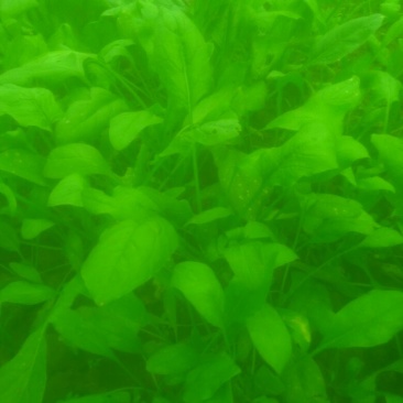 菠菜15~20厘米