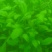 菠菜15~20厘米