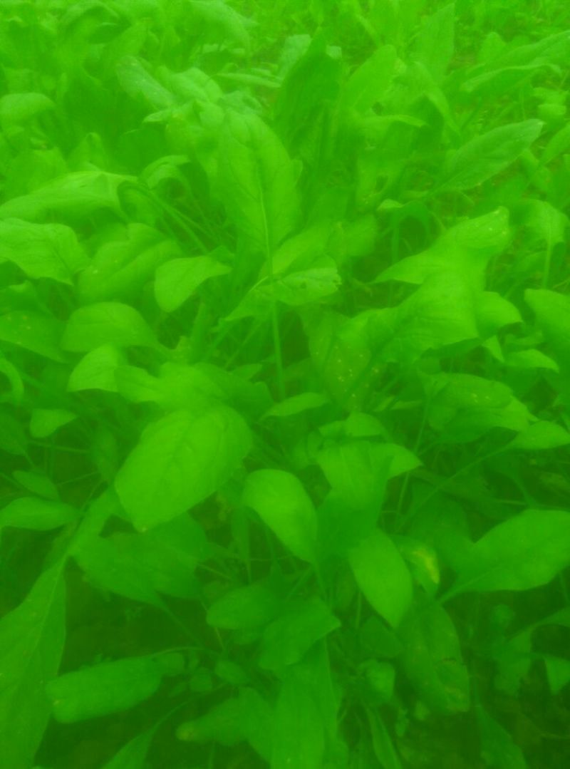 菠菜15~20厘米