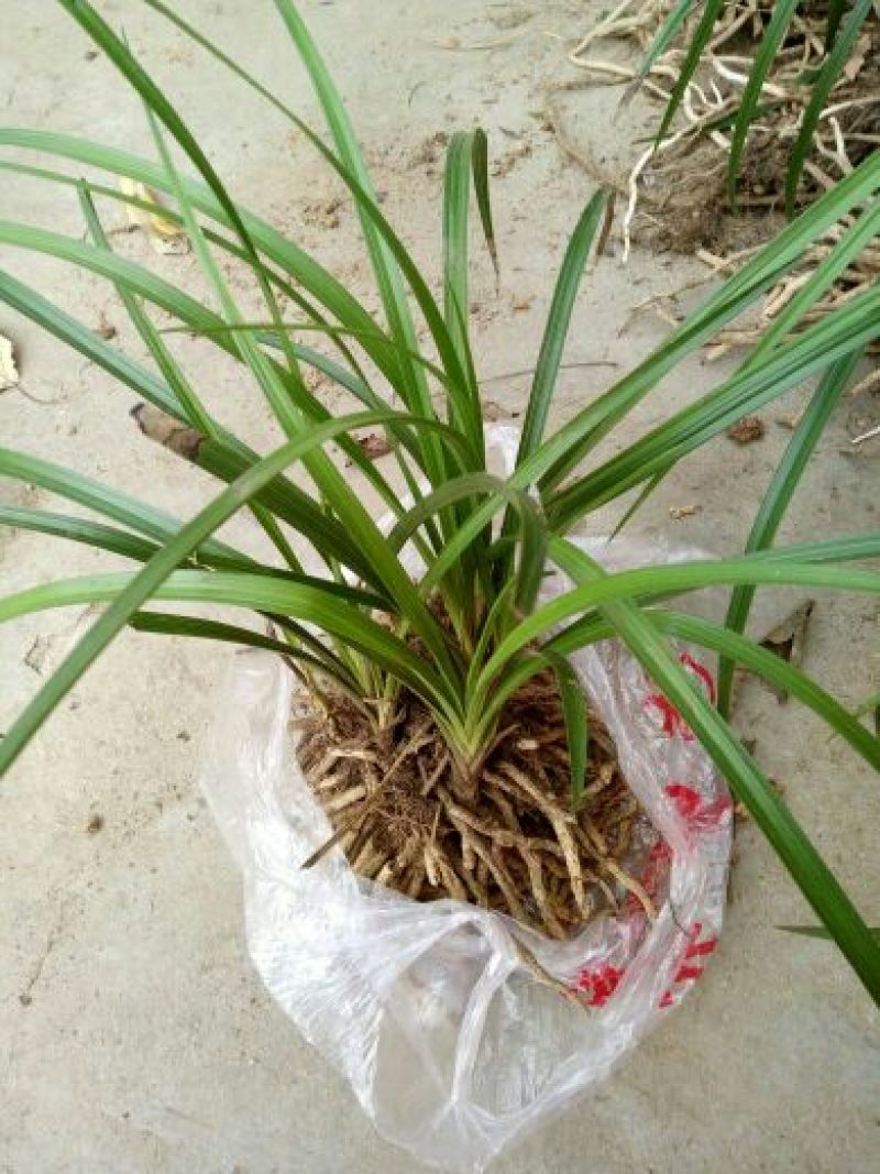 兰花不含盆