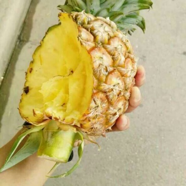 金钻十七号凤梨