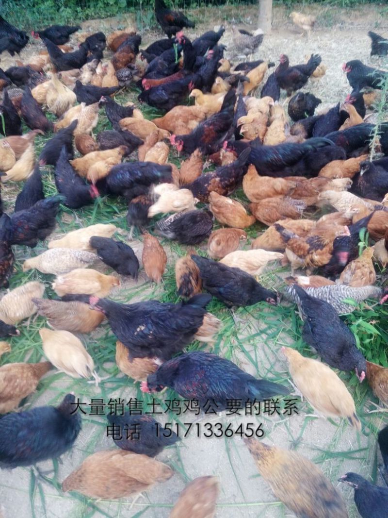 土鸡蛋食用50g以下