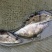 翘嘴鳜食用活鱼20~30cm