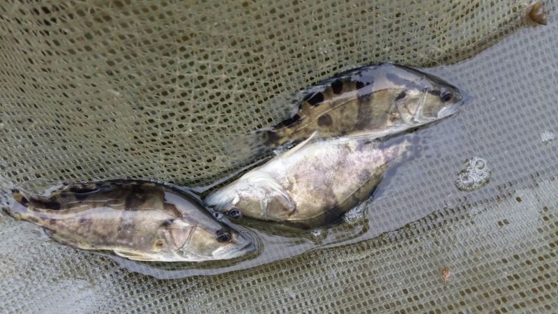 翘嘴鳜食用活鱼20~30cm
