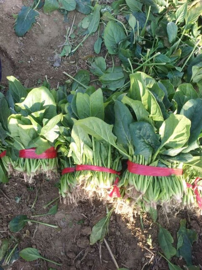 大叶菠菜25~30厘米