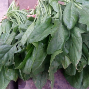 菠菜20~25厘米