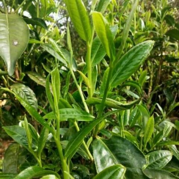 百年大树茶特级
