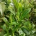 百年大树茶特级