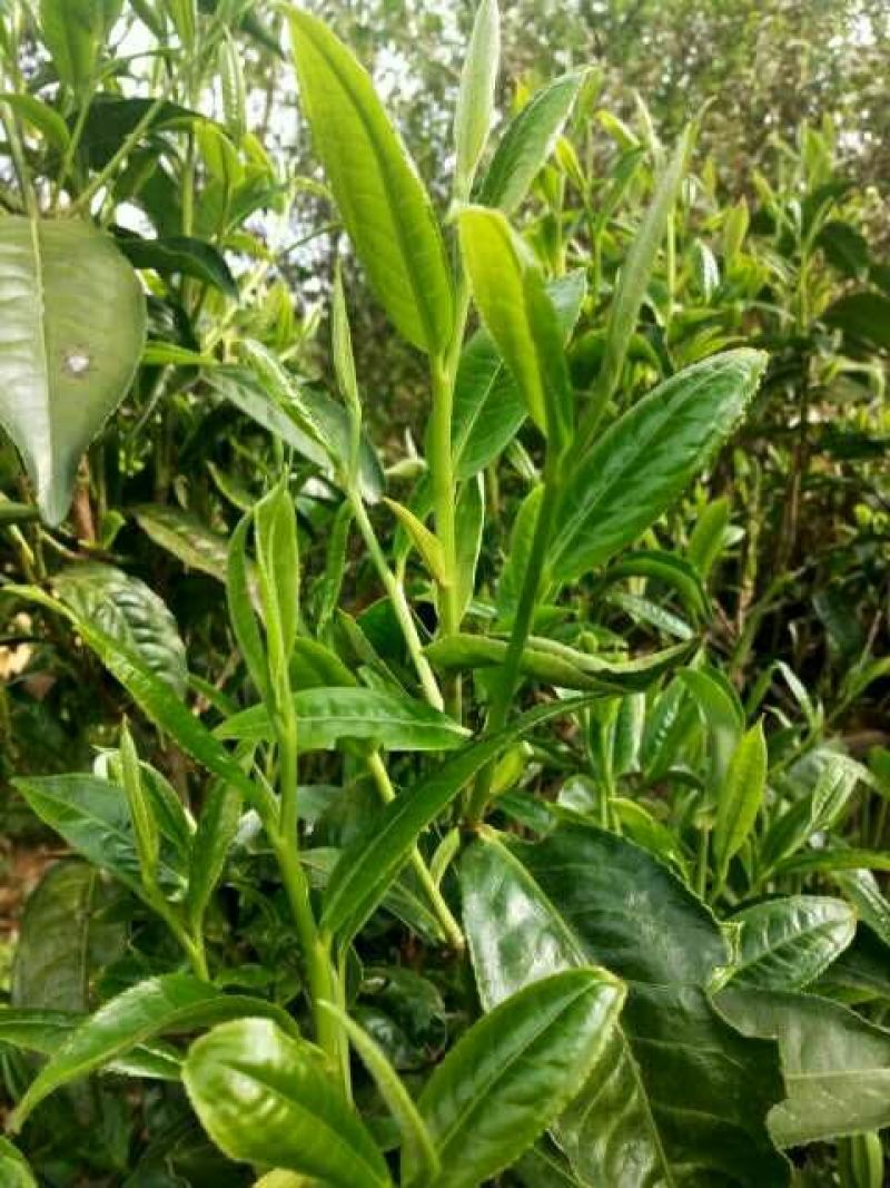 百年大树茶特级