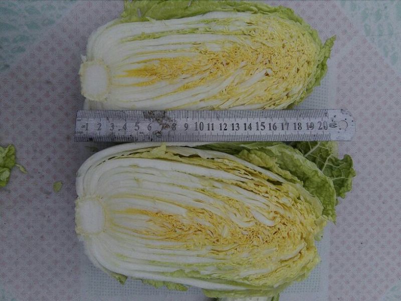 大白菜