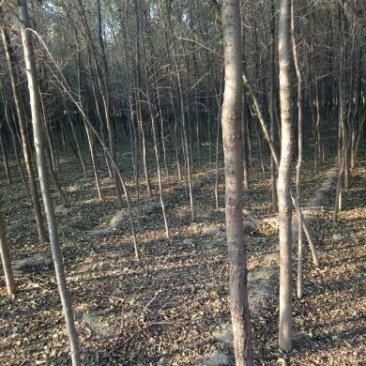 榆树6~8cm4~6cm3~3.5m
