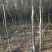 榆树6~8cm4~6cm3~3.5m