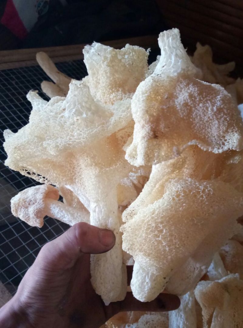 干竹荪一级