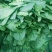 大叶菠菜