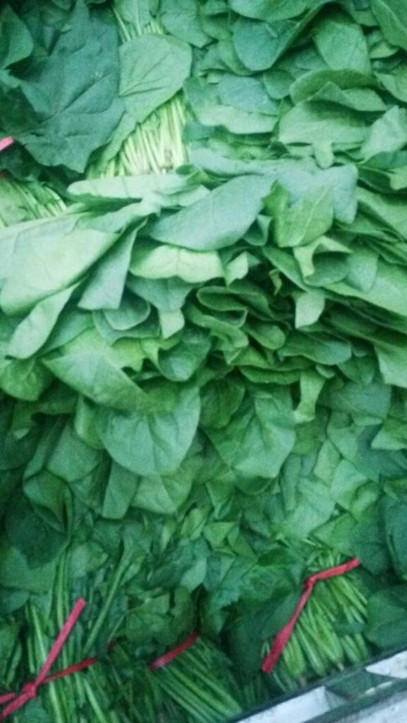 大叶菠菜