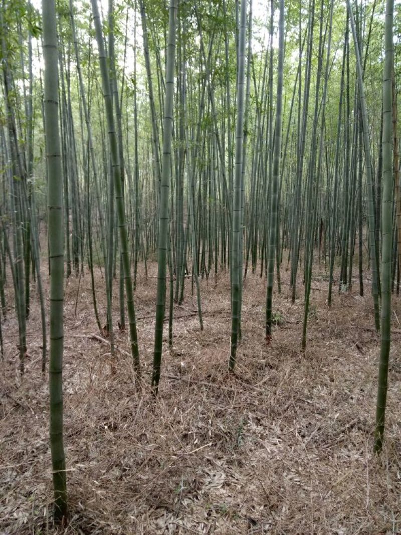 竹子7~8m