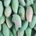 红象牙芒
