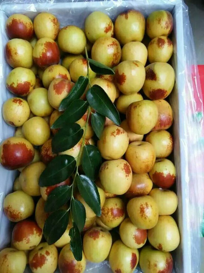 【精品】陕西冬枣价格低，产地批发超市电商可看货