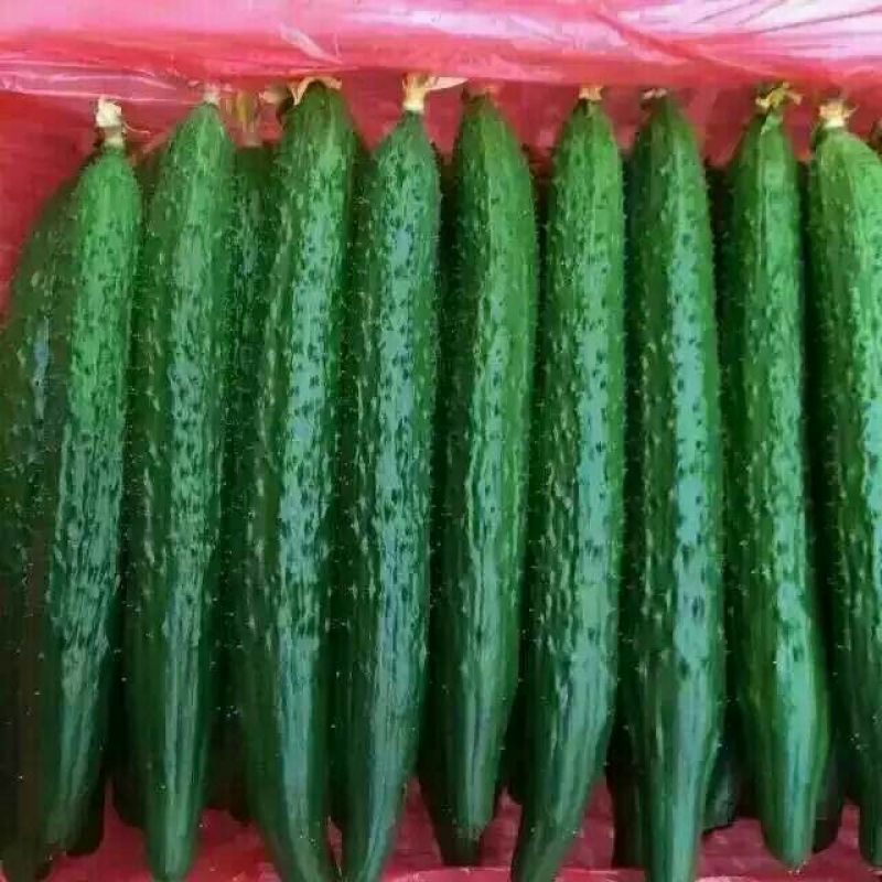 刺黄瓜22~25公分鲜花带刺，诚信瓜果蔬菜供应链供应